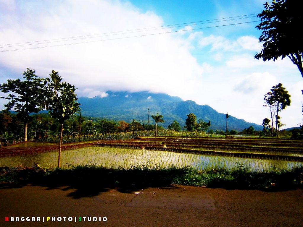 Persawahan dan Pergunungan di Pacet Sawah dan Gunung di Pacet