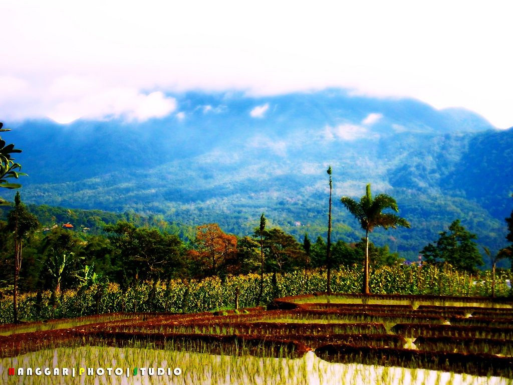 Persawahan dan Pergunungan di Pacet Sawah dan Gunung di Pacet