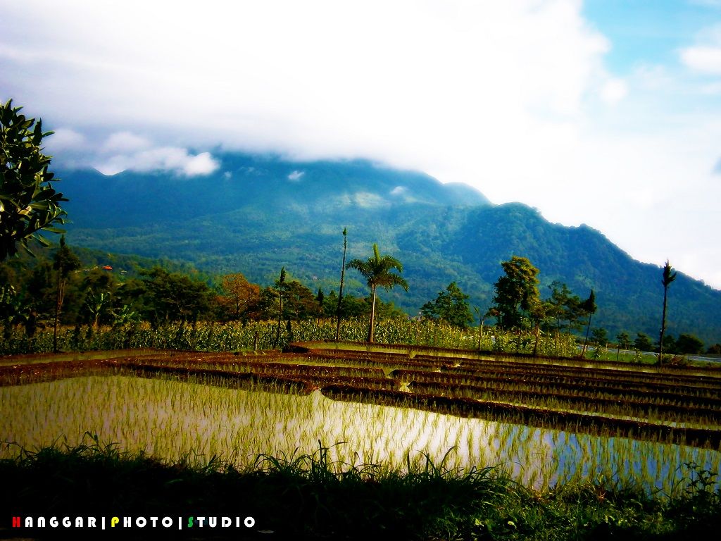 Persawahan dan Pergunungan di Pacet Sawah dan Gunung di Pacet