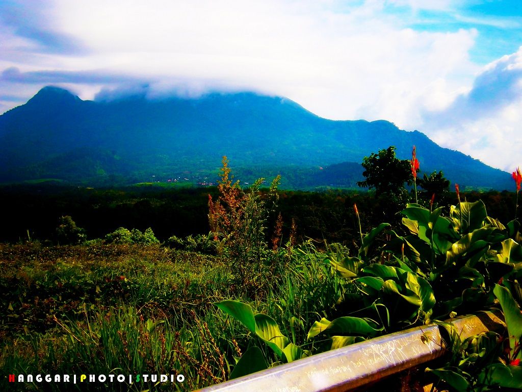 Persawahan dan Pergunungan di Pacet Sawah dan Gunung di Pacet