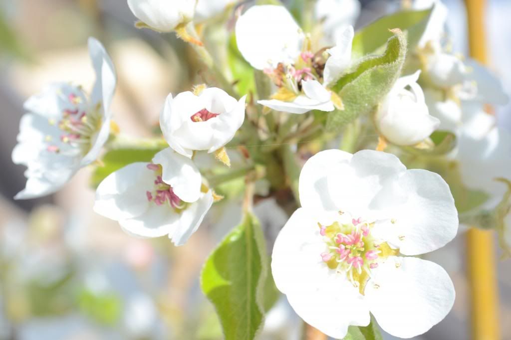  photo CSC_0523_335_zps1cfbd202.jpg