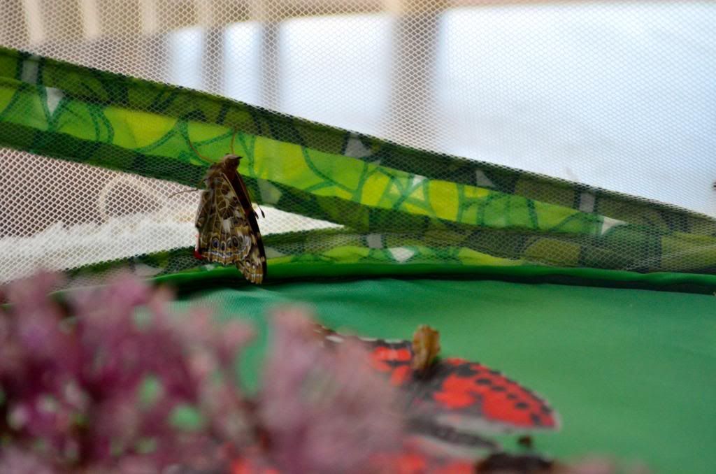 photo CSC_2624_zpsdebaac1a.jpg