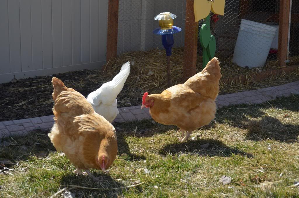  photo DSC_0199_102_zps84117e4b.jpg