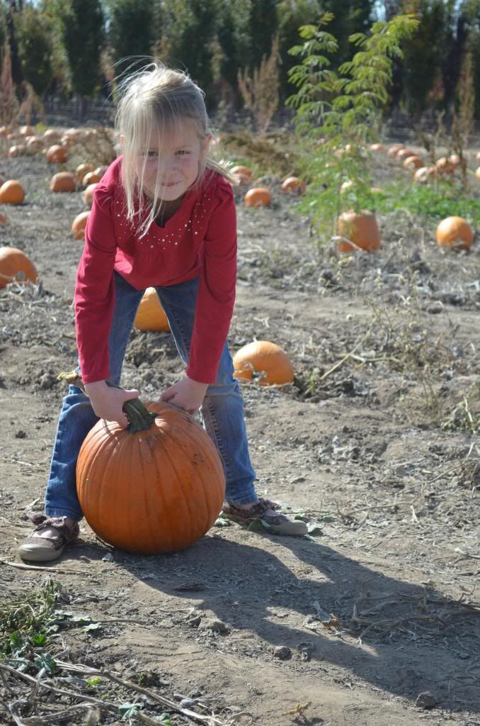  photo DSC_1478_zpse69b6403.jpg