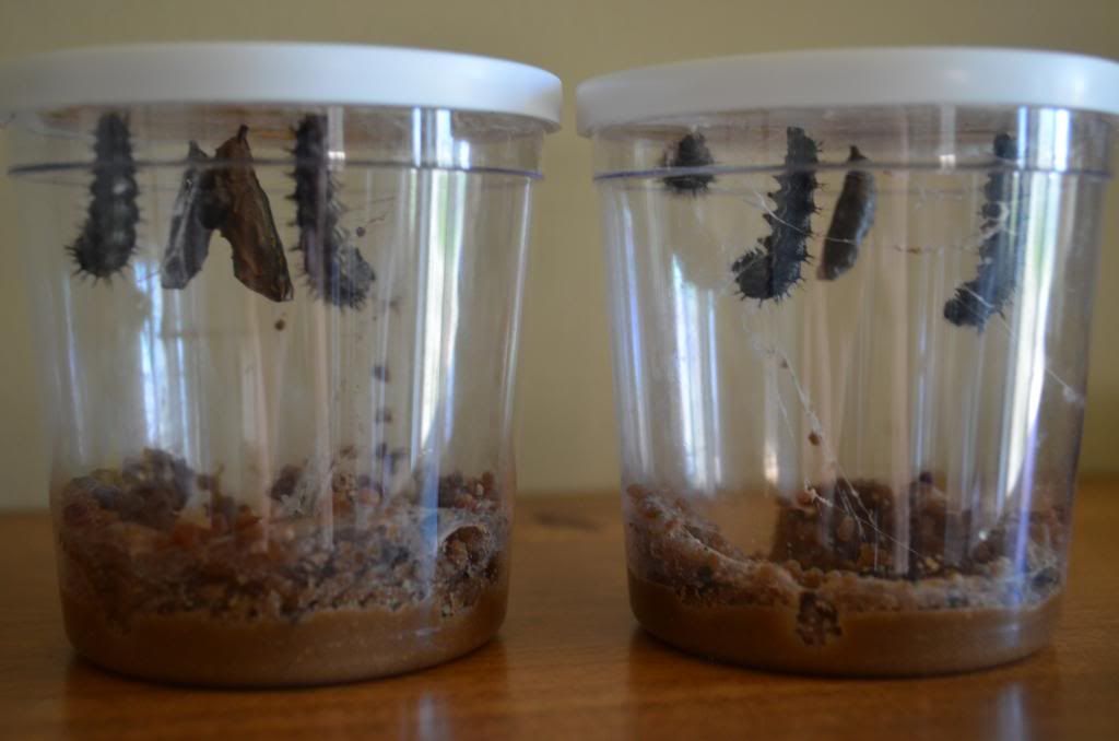 photo DSC_2597_zps45acdbce.jpg