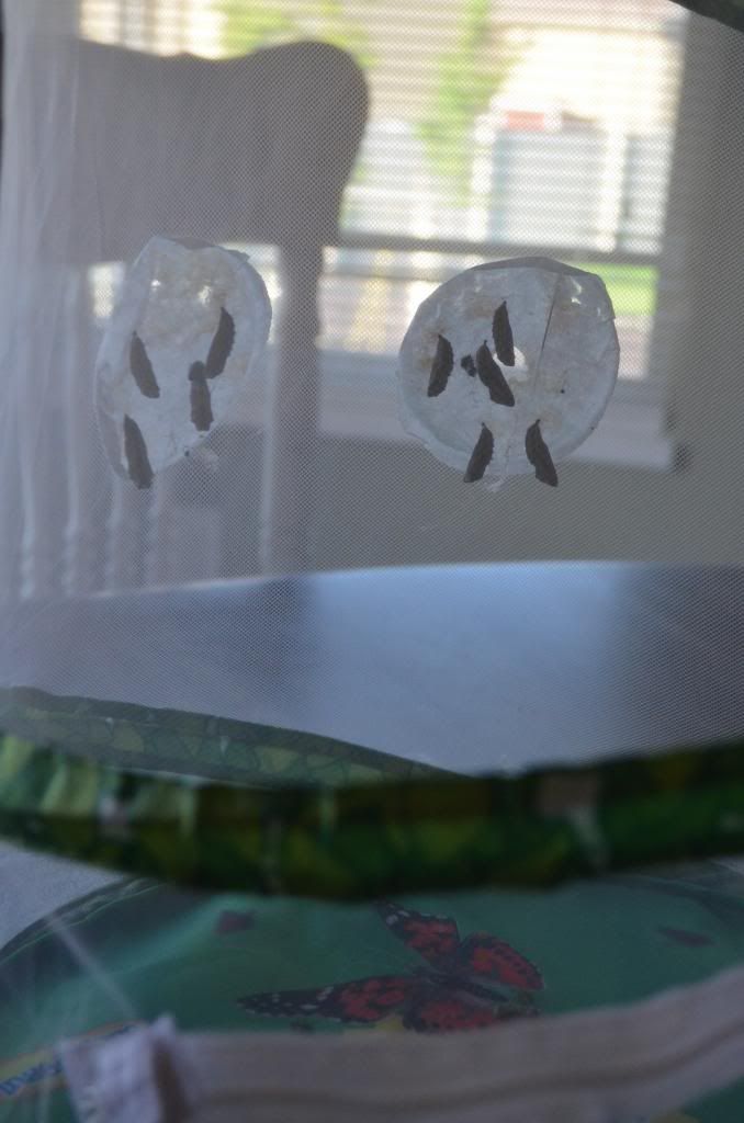 photo DSC_2598_zps859d3ca9.jpg