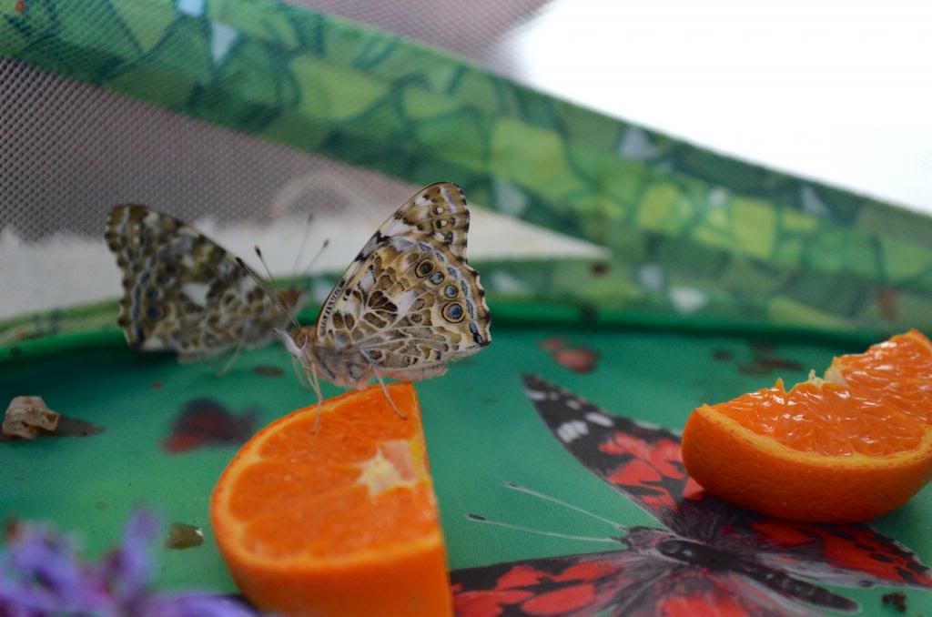  photo DSC_2635_zps568500ca.jpg