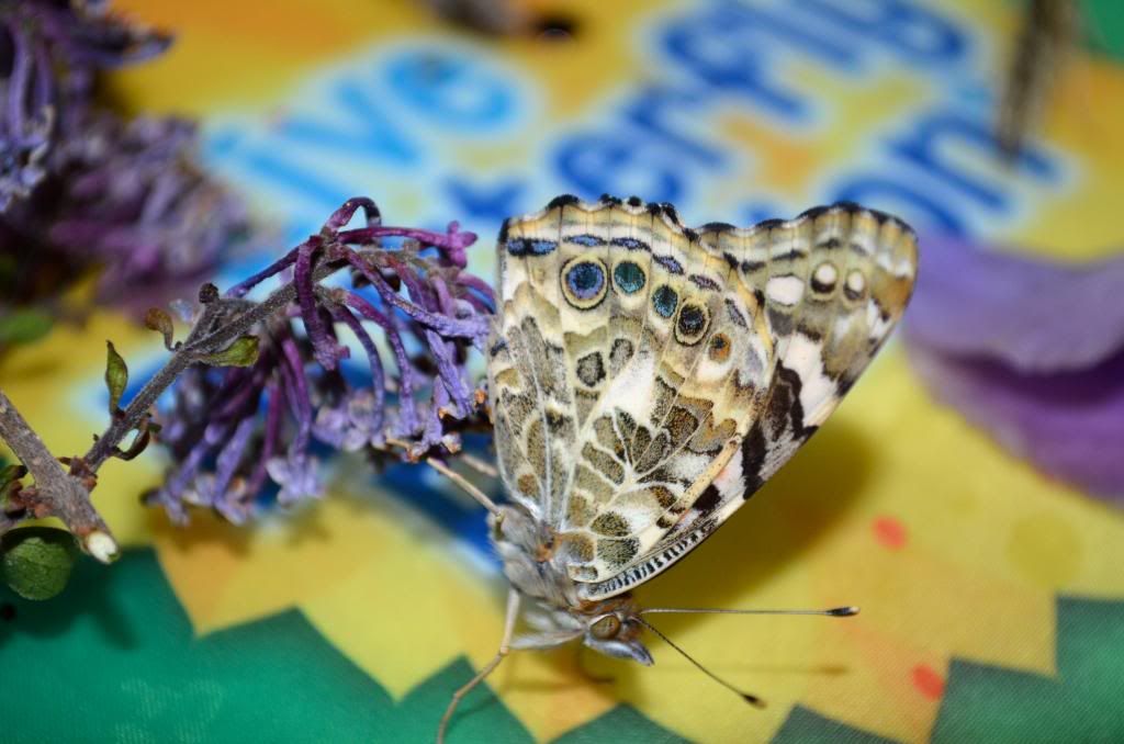 photo DSC_2636_zps7c85aa89.jpg