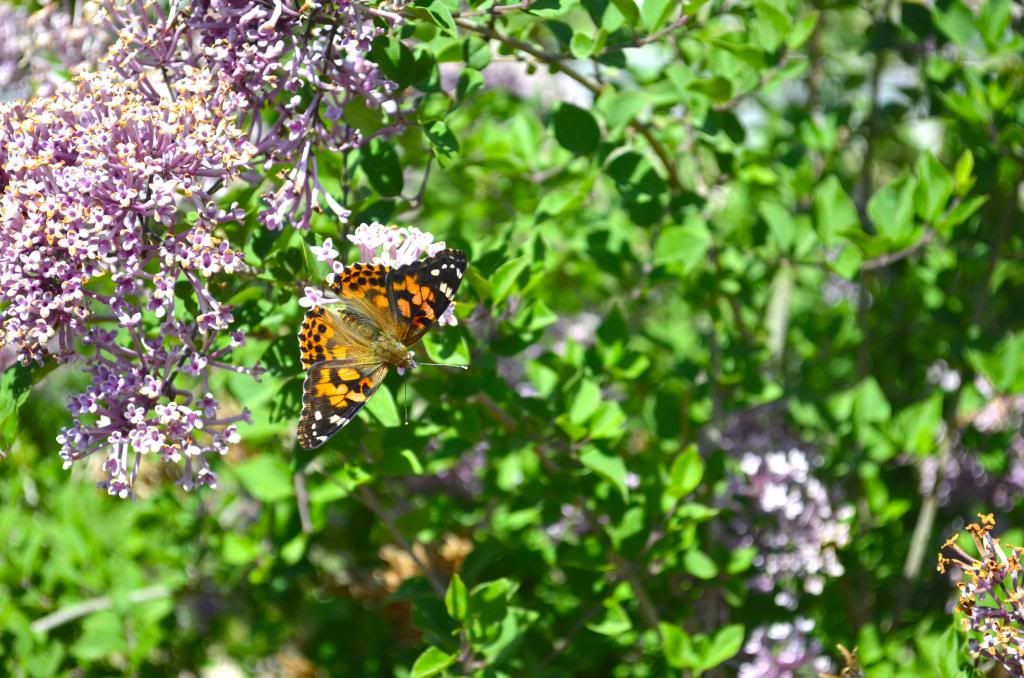  photo DSC_2644_zps77108ad6.jpg