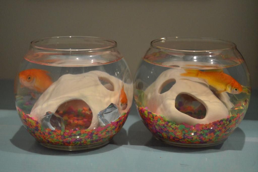  photo SSC_2439_zps566c07e7.jpg