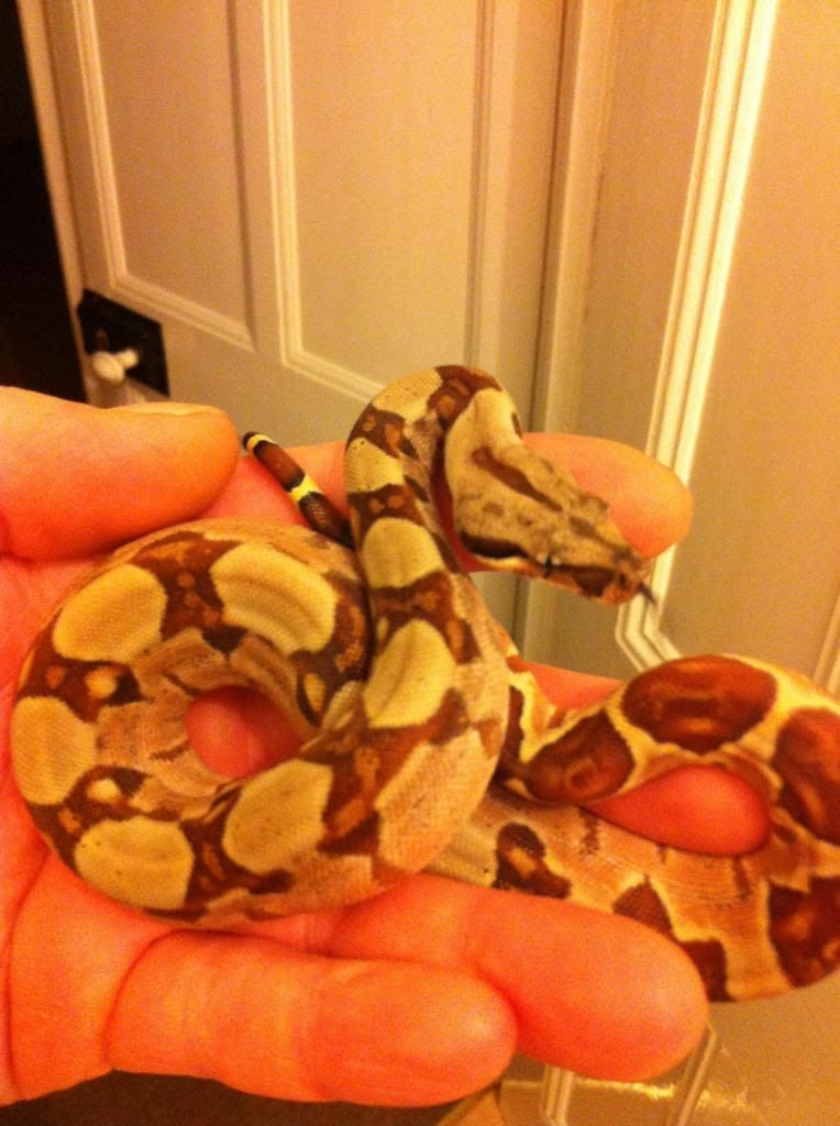 My Boa Constrictors. Reptile Forums