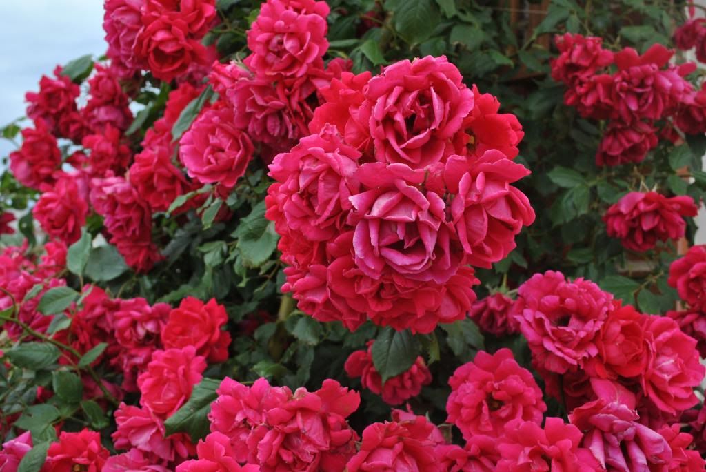  photo DSC_0069_zpsc5e525ae.jpg