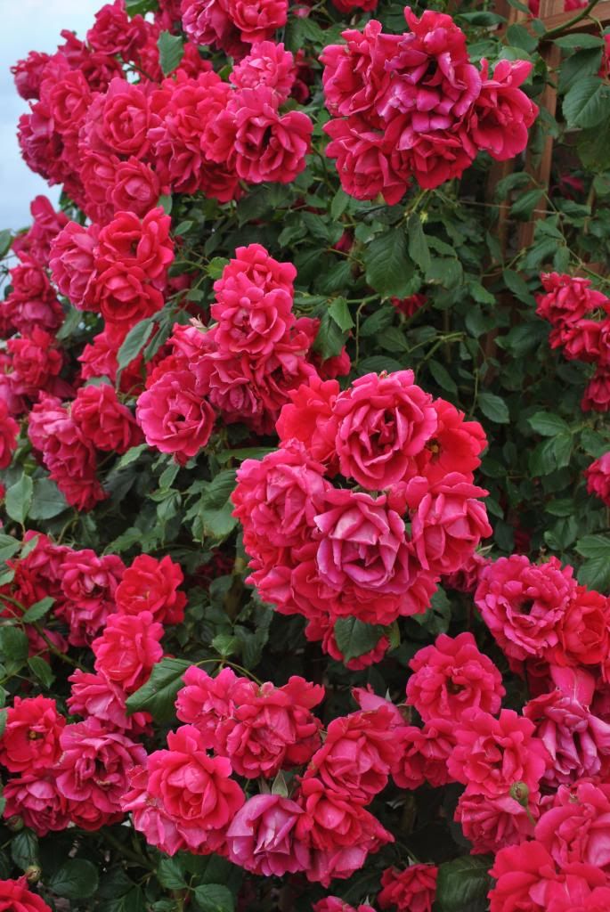  photo DSC_0072_zps26c4ec88.jpg