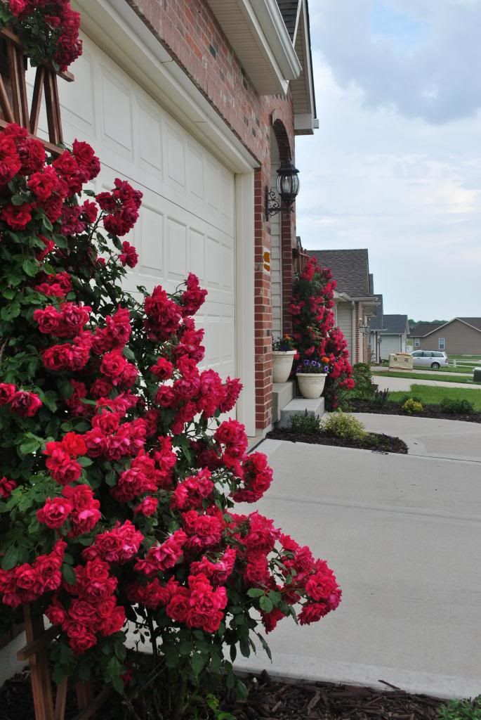  photo DSC_0076_zpsde9f18e4.jpg