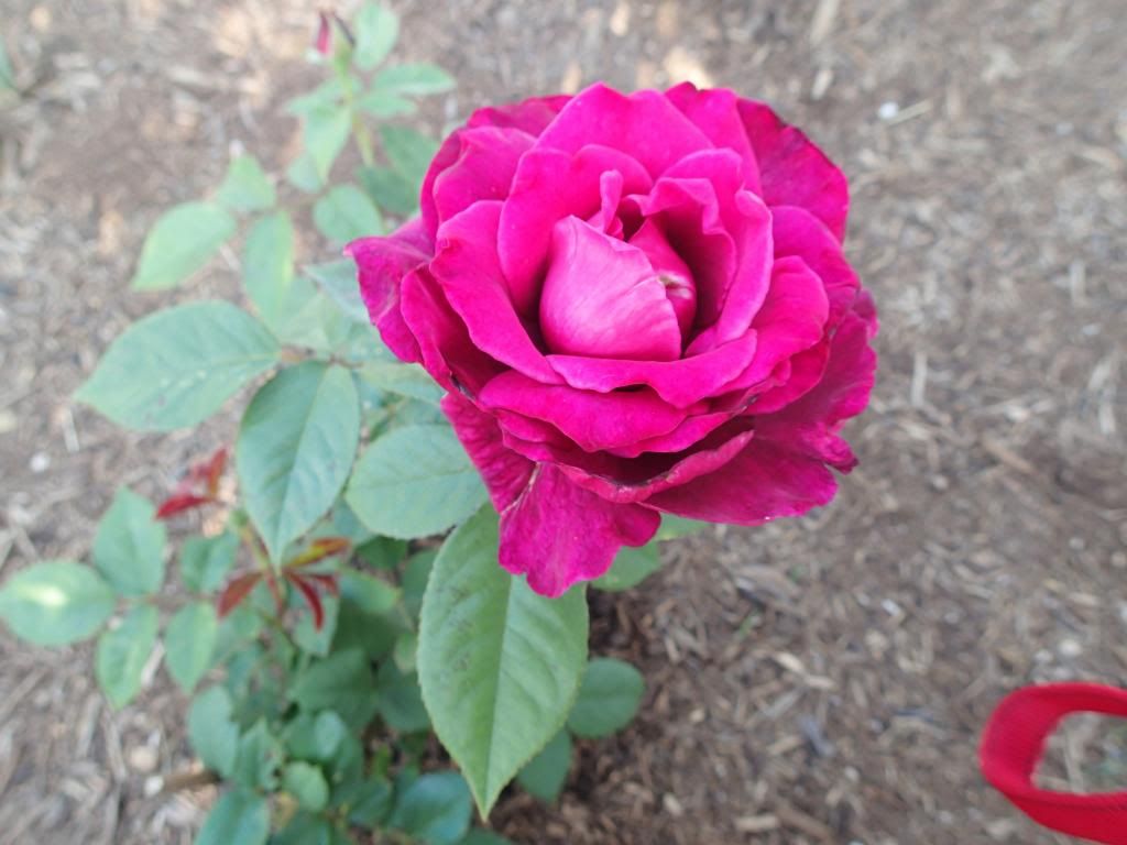  photo P5210059_zpsf9cfdce0.jpg