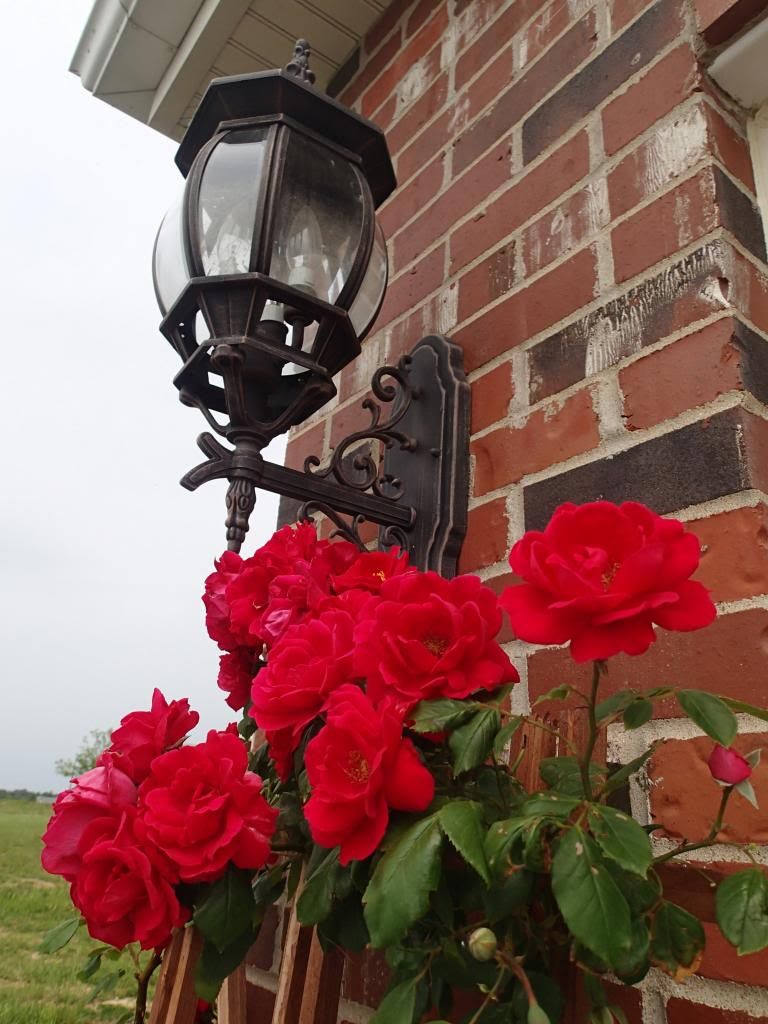  photo P5250111_zps1feed317.jpg