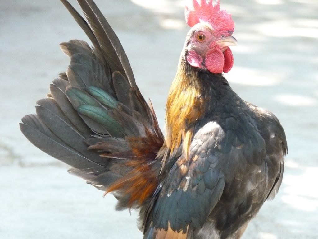 СЕРАМА - самая маленькая и кроткая курица в мире! - Страница 7 1-Goldy-2_zps669ae3f7