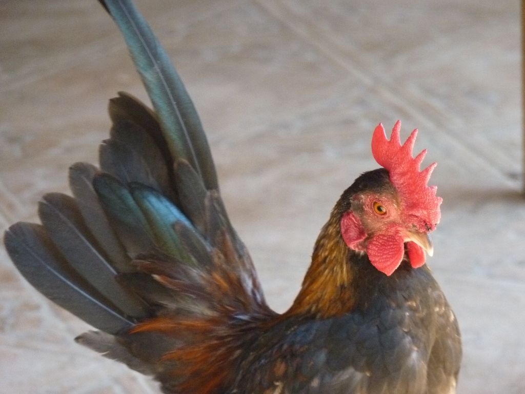 СЕРАМА - самая маленькая и кроткая курица в мире! - Страница 7 1-Goldy_zpscf9b57d7