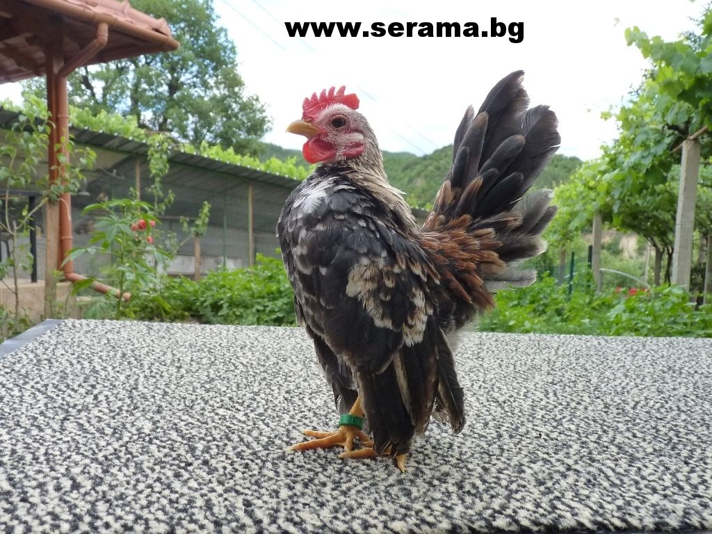 СЕРАМА - самая маленькая и кроткая курица в мире! - Страница 7 Nunk_2months_3_zps94bc47a1