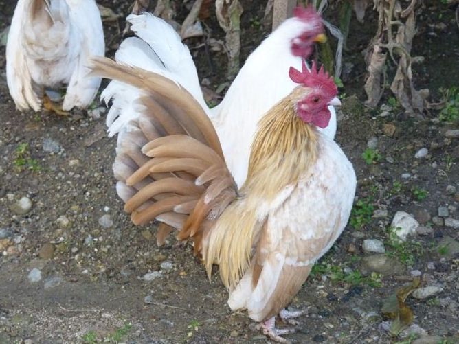 СЕРАМА - самая маленькая и кроткая курица в мире! My_first_Cocks-1