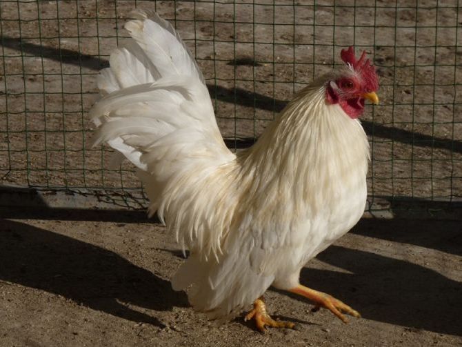 СЕРАМА - самая маленькая и кроткая курица в мире! My_first_Cocks-3