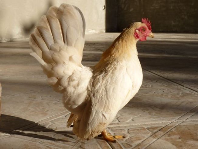 СЕРАМА - самая маленькая и кроткая курица в мире! My_first_Hens-1