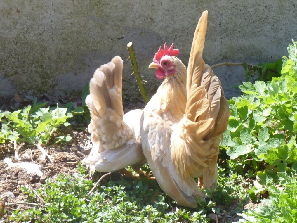 СЕРАМА - самая маленькая и кроткая курица в мире! Serama-young-2011-3