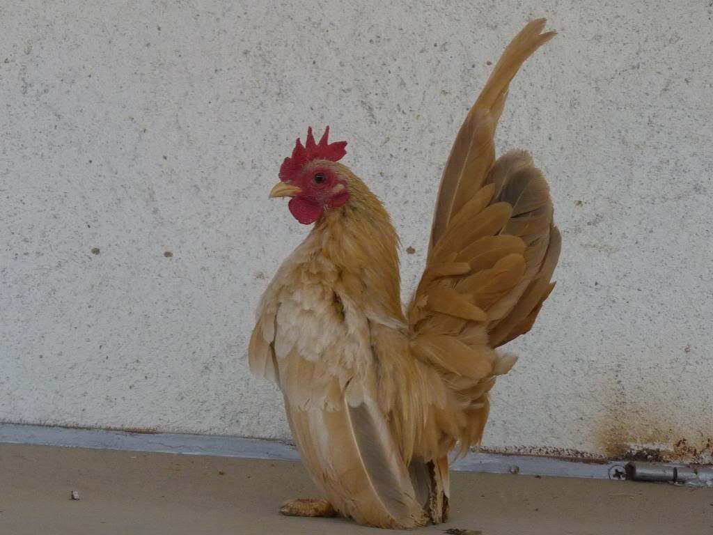 СЕРАМА - самая маленькая и кроткая курица в мире! Serama-young-2011-4