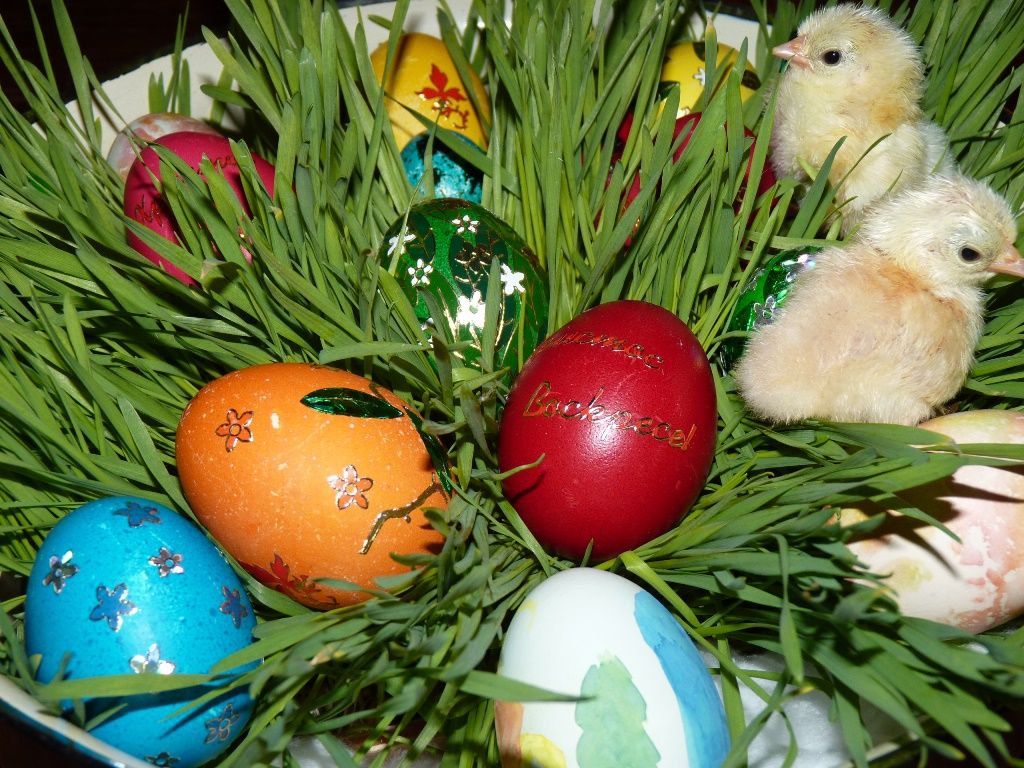 СЕРАМА - самая маленькая и кроткая курица в мире! - Страница 9 Happy_Easter-2_zps21722739