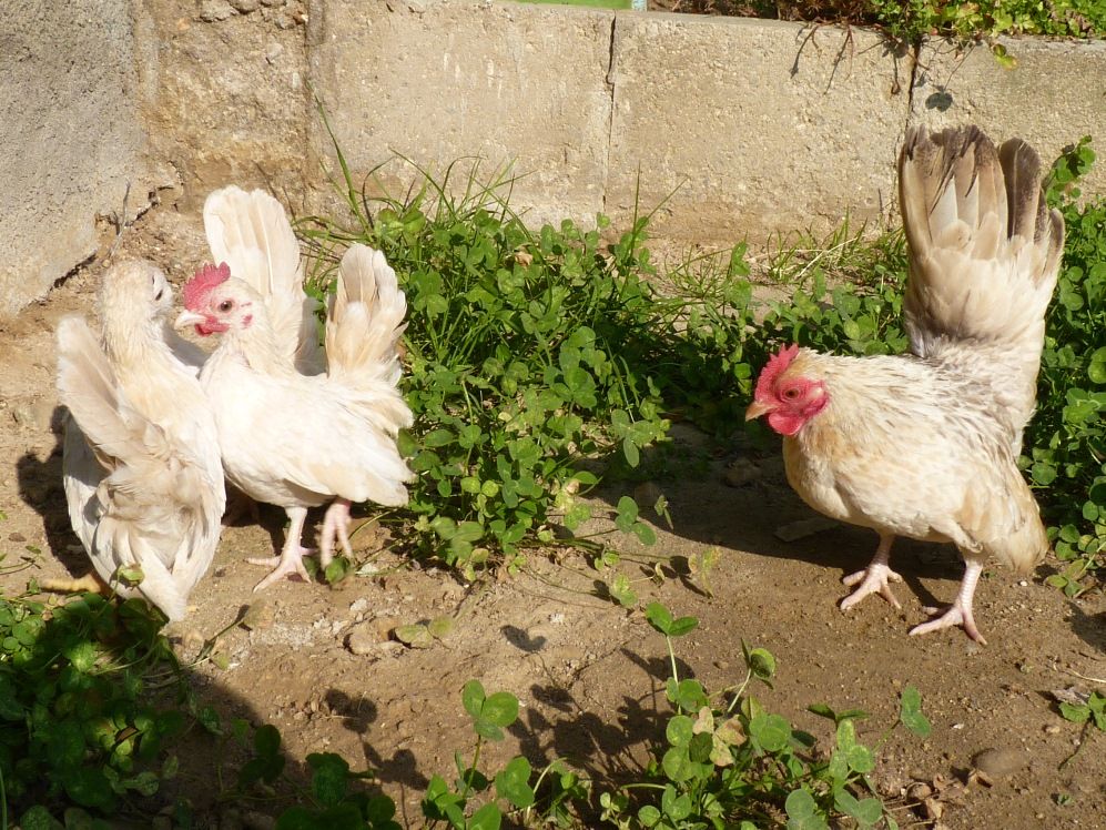 СЕРАМА - самая маленькая и кроткая курица в мире! Mam-and-chicks-2month-2