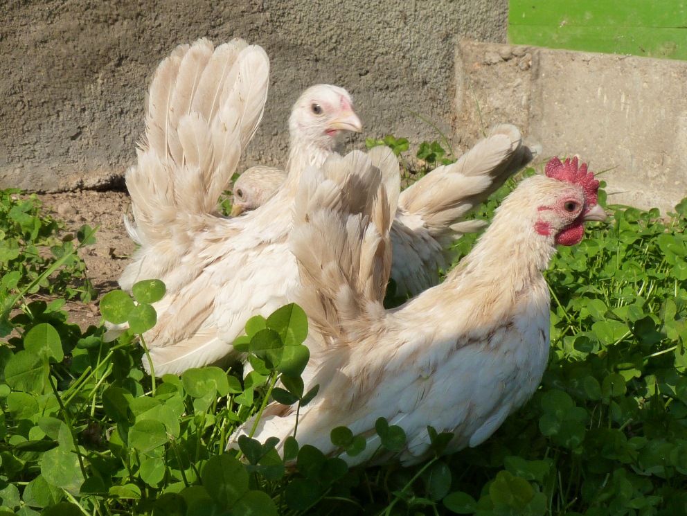 СЕРАМА - самая маленькая и кроткая курица в мире! Mam-and-chicks-2month-3