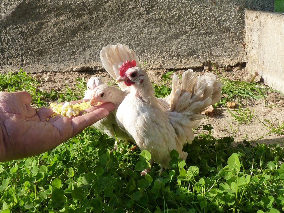 СЕРАМА - самая маленькая и кроткая курица в мире! Mam-and-chicks-2month-4