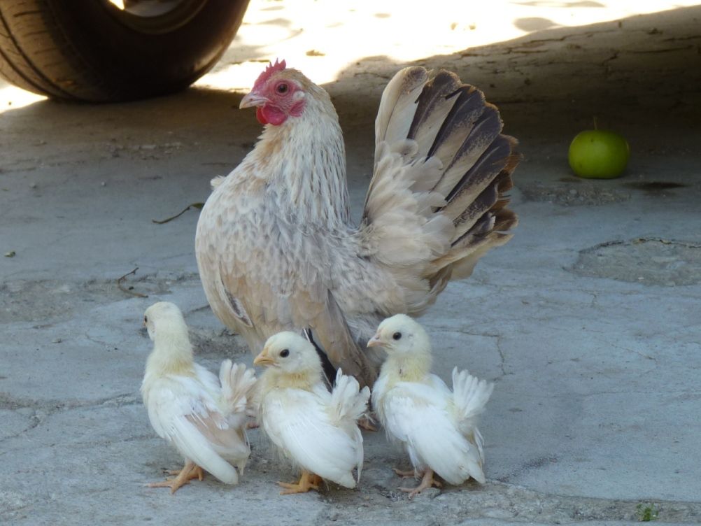 СЕРАМА - самая маленькая и кроткая курица в мире! MamaandChicks-1