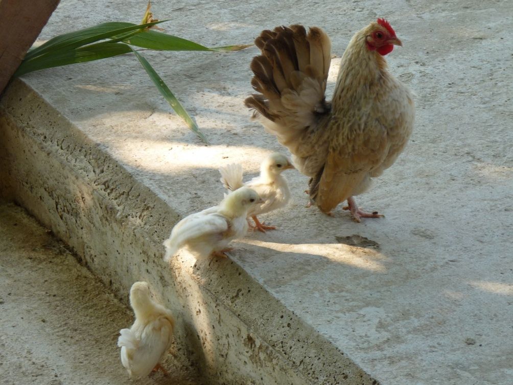 СЕРАМА - самая маленькая и кроткая курица в мире! MamaandChicks-3