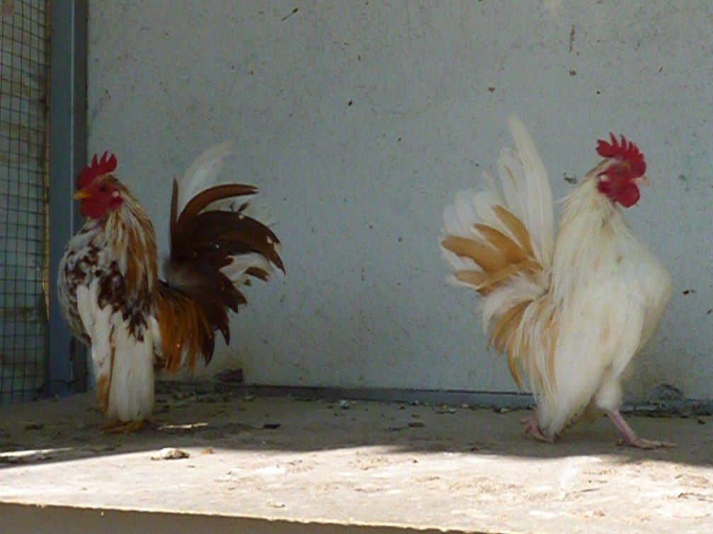 СЕРАМА - самая маленькая и кроткая курица в мире! Cocks-Serama-1