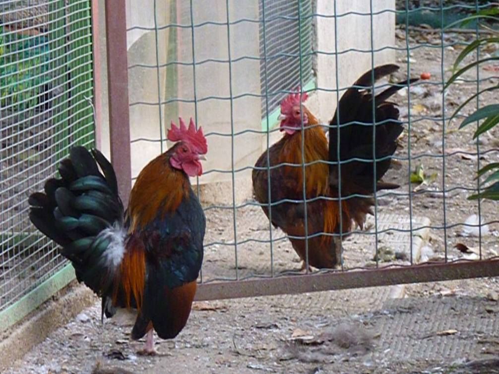 СЕРАМА - самая маленькая и кроткая курица в мире! Cocks-Serama-3