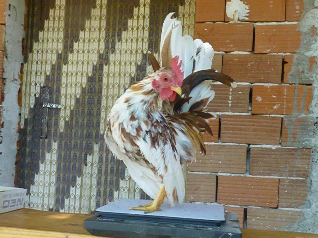 СЕРАМА - самая маленькая и кроткая курица в мире! Pastro-petle_zpsc818d908
