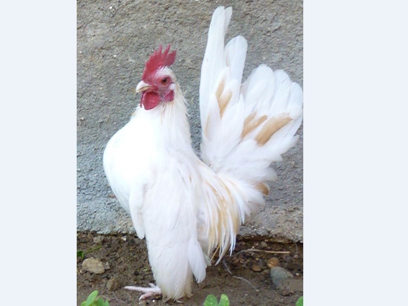СЕРАМА - самая маленькая и кроткая курица в мире! White_Serama-3