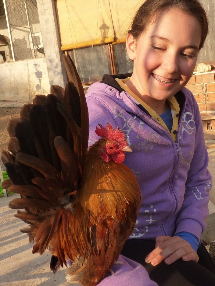 СЕРАМА - самая маленькая и кроткая курица в мире! Lovely_Serama-1_zpse2d9e4c9