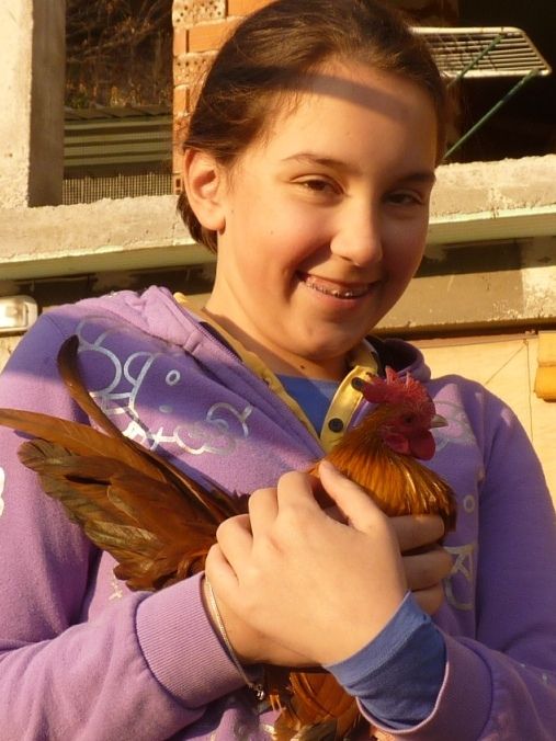 СЕРАМА - самая маленькая и кроткая курица в мире! Lovely_Serama-2_zps39aa9f5d