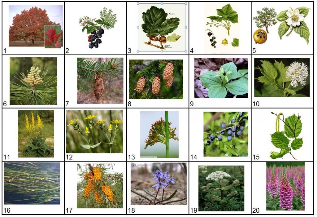 10 Plants And Their Scientific Names