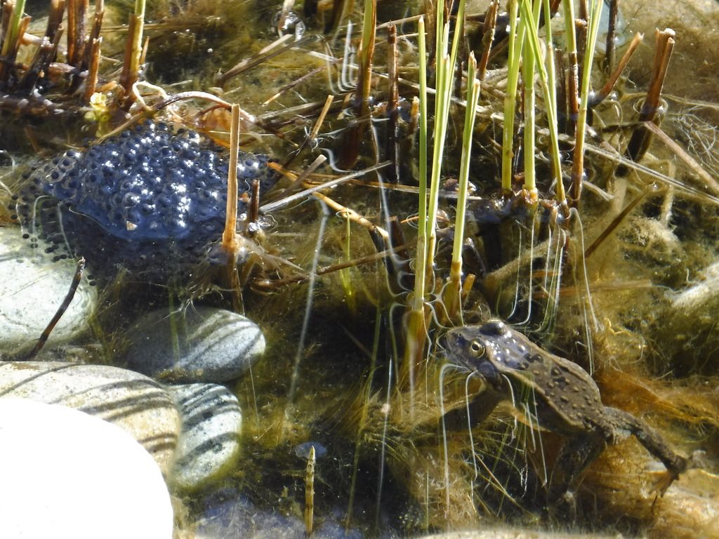 Do frogs guard their eggs? Garden Pond Forums