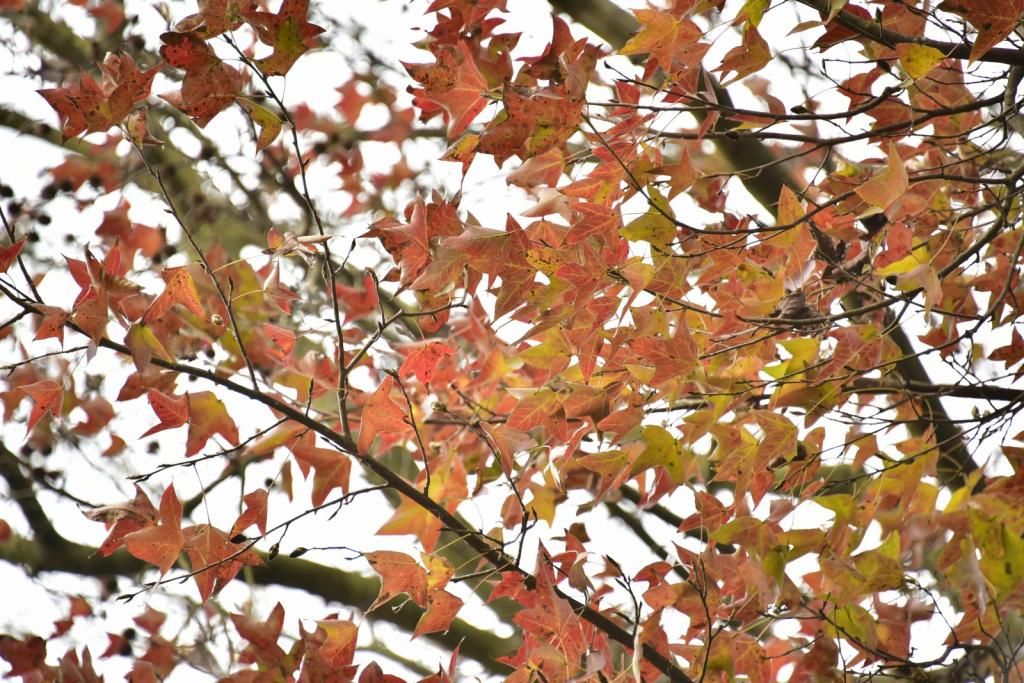  photo DSC_1338 _zpsceqsxutu.jpg