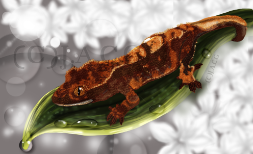 z2geckodone_zps8f7901ee.png